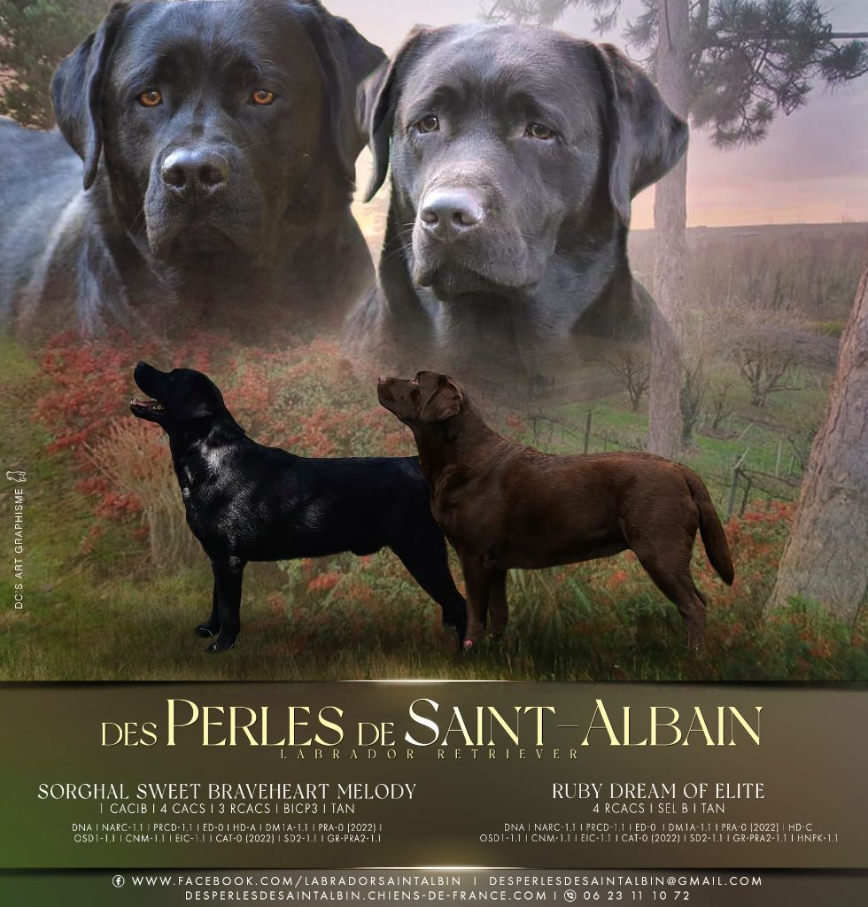 chiot Labrador Retriever des Perles De Saint Albin