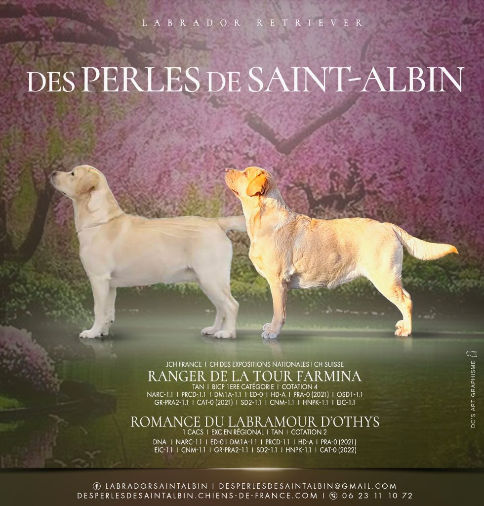 chiot Labrador Retriever des Perles De Saint Albin