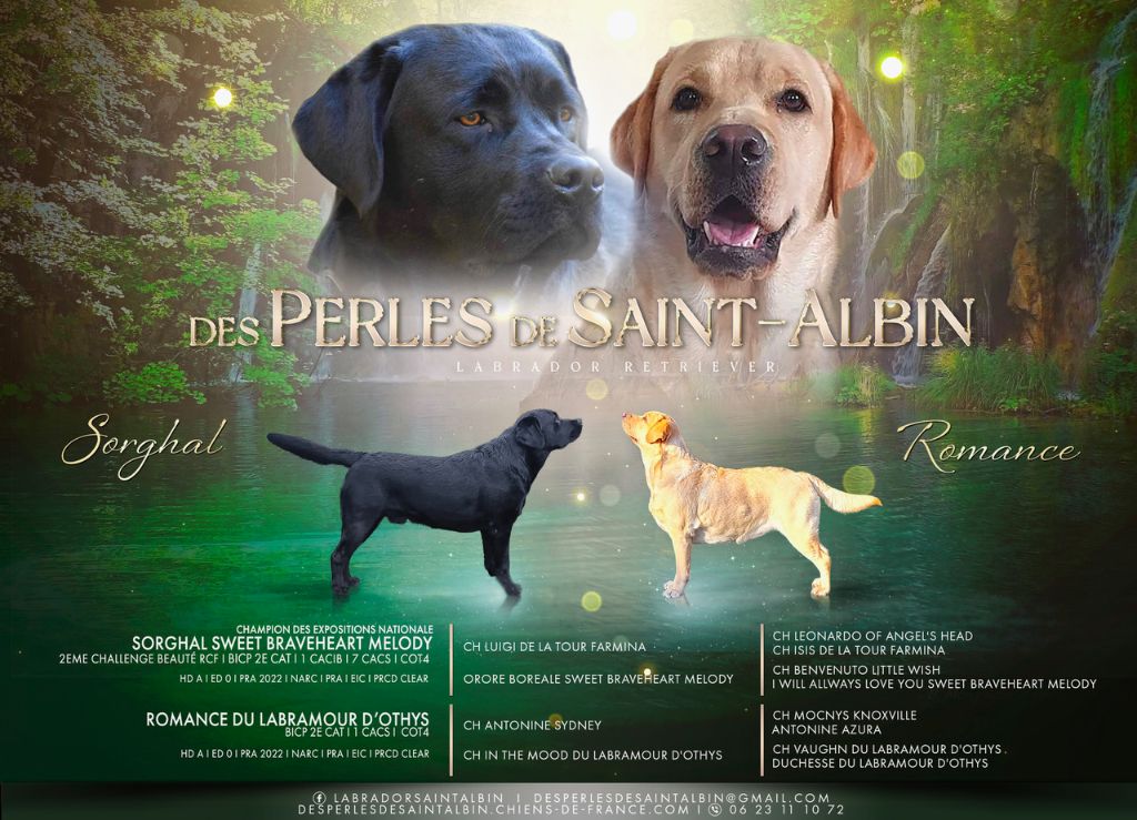 chiot Labrador Retriever des Perles De Saint Albin