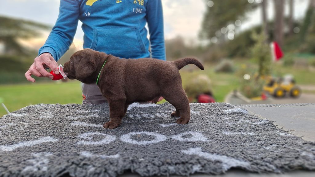 des Perles De Saint Albin - Chiots disponibles - Labrador Retriever