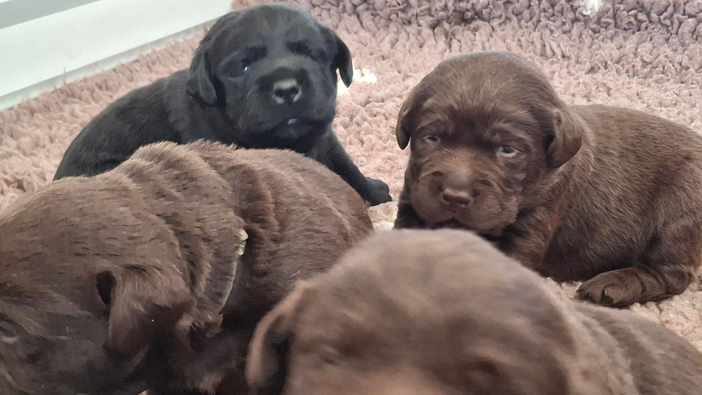 des Perles De Saint Albin - Chiots disponibles - Labrador Retriever