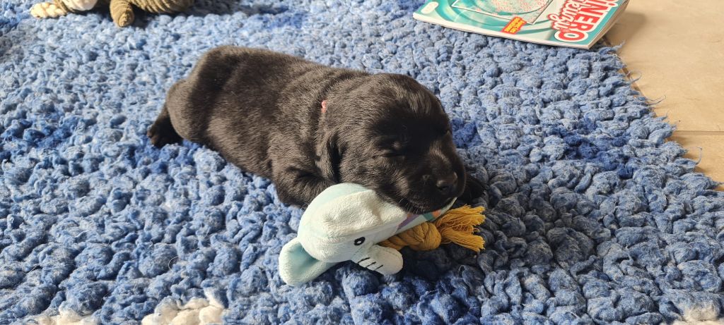 des Perles De Saint Albin - Chiots disponibles - Labrador Retriever