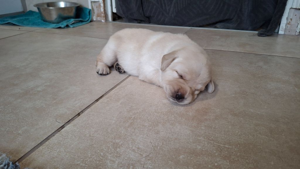 des Perles De Saint Albin - Chiots disponibles - Labrador Retriever
