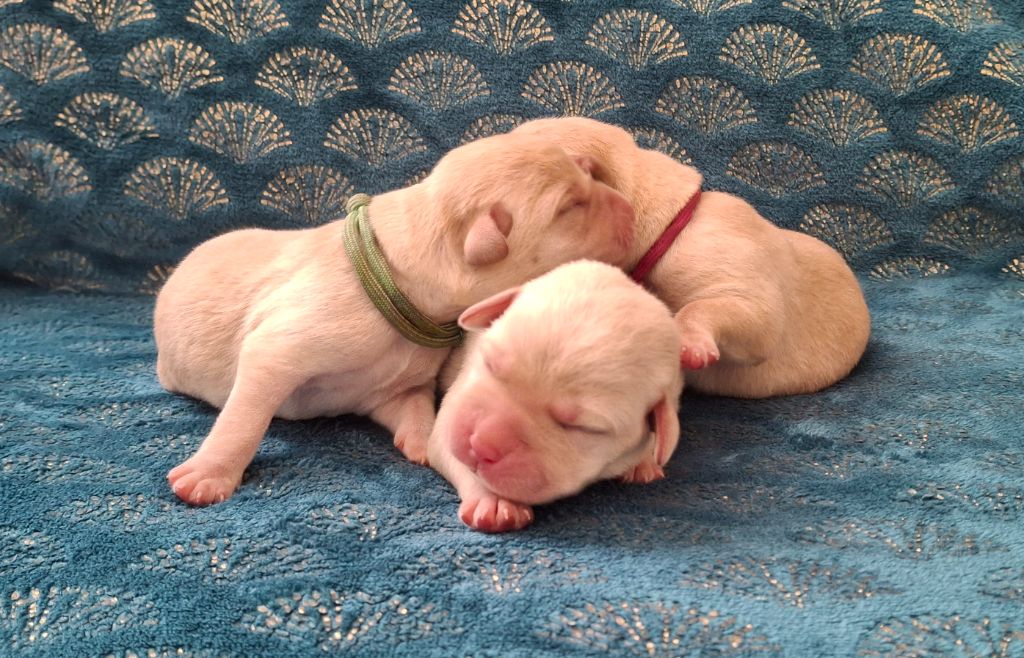 des Perles De Saint Albin - Chiots disponibles - Labrador Retriever