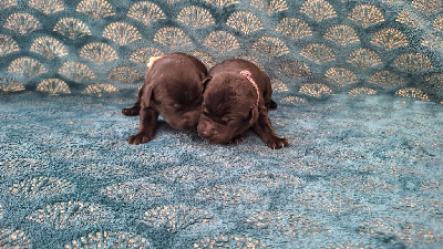 CHIOT 4