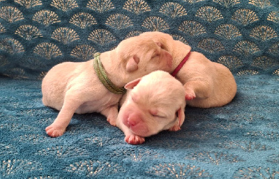 Chiot femelle sable