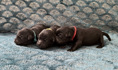 CHIOT 2