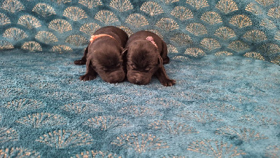 Chiot Femelle noire
