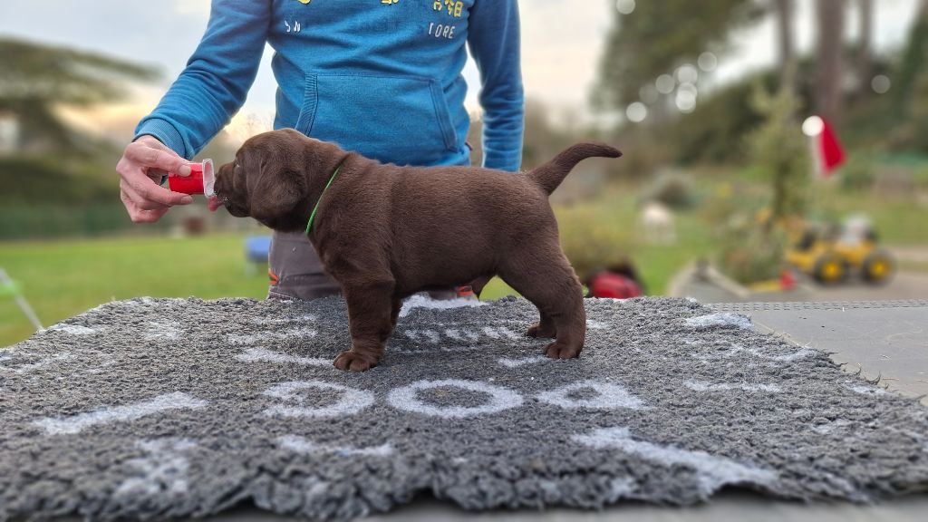 des Perles De Saint Albin - Chiots disponibles - Labrador Retriever