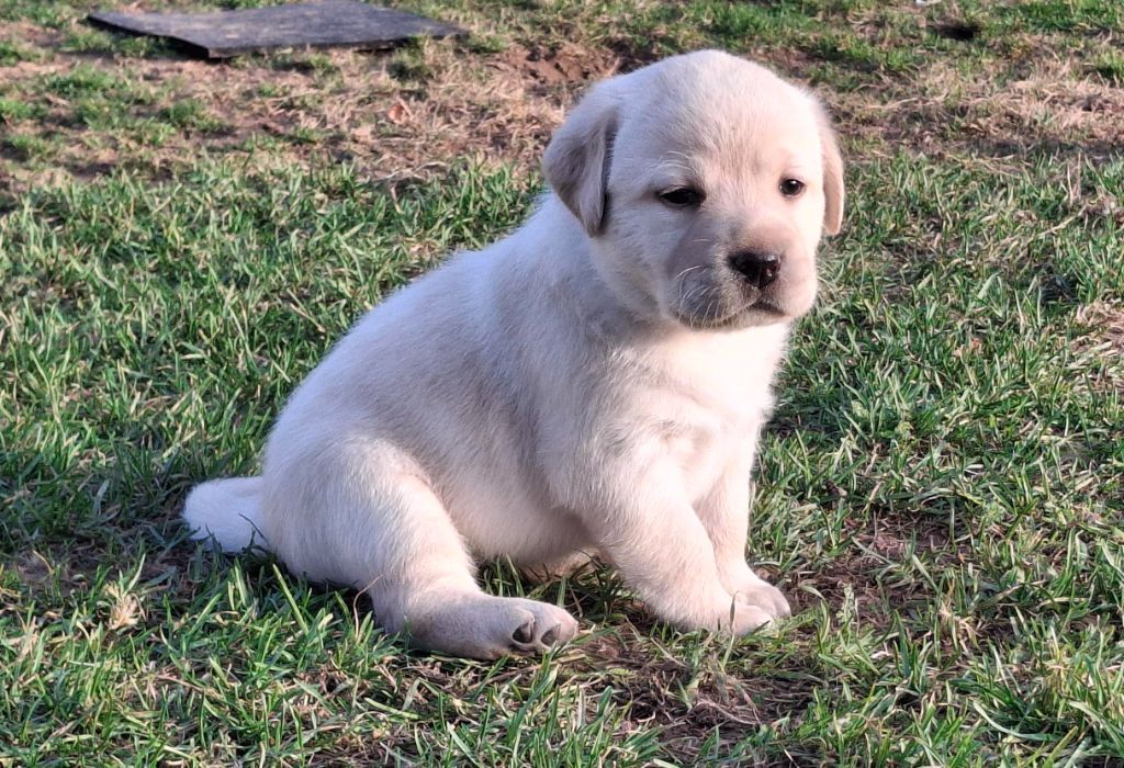 des Perles De Saint Albin - Chiots disponibles - Labrador Retriever