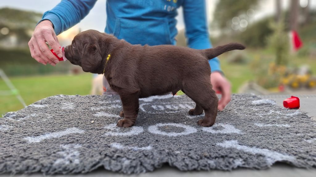 des Perles De Saint Albin - Chiots disponibles - Labrador Retriever