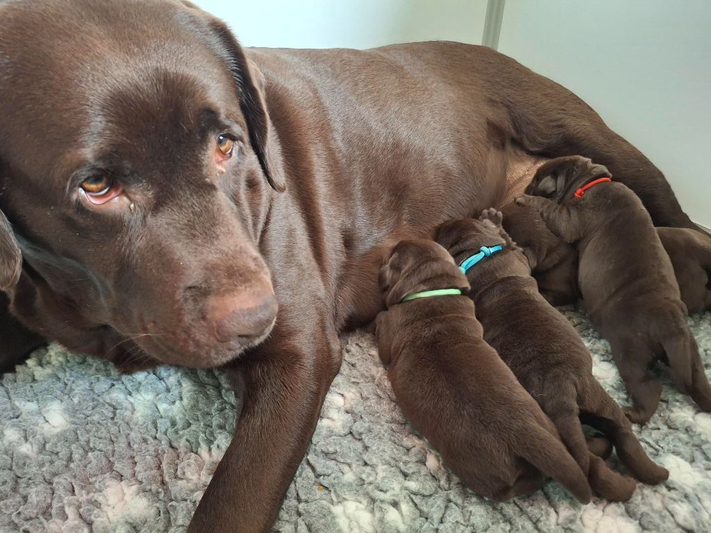 Chiot Labrador Retriever des Perles De Saint Albin